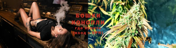 прущие грибы Абаза